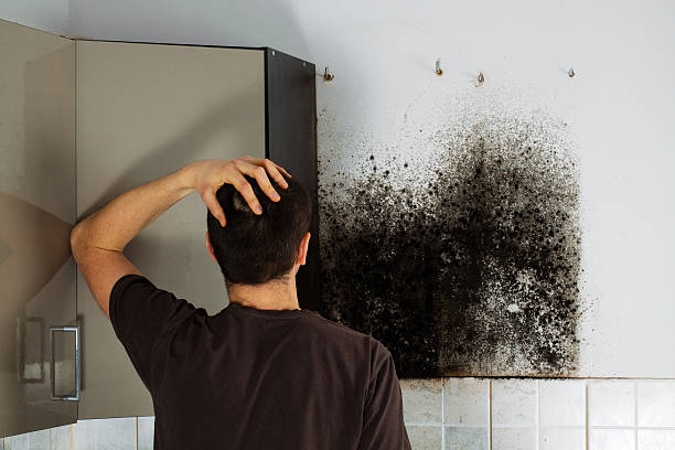 Office Mold Removal Services in Middletown, KY