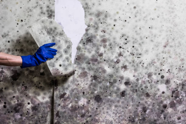 Best Affordable Mold Removal  in Middletown, KY