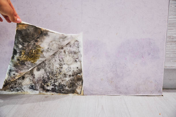 Best Emergency Mold Removal  in Middletown, KY